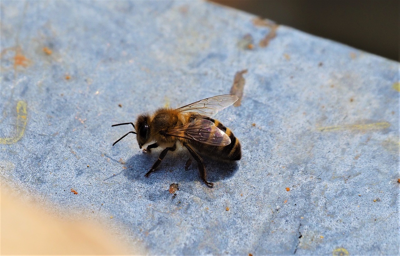 bee  forager  worker free photo