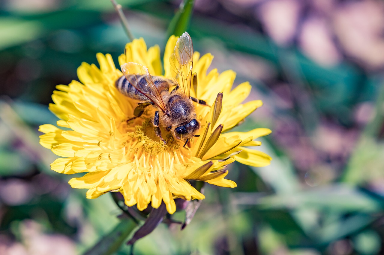 bee  dandelion  spring free photo