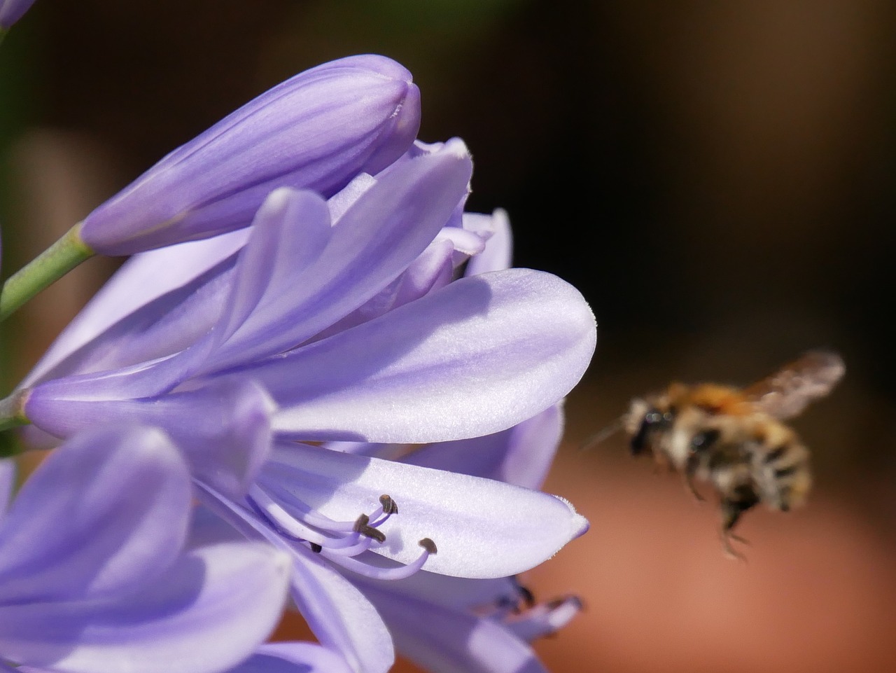 bee  flower  plant free photo