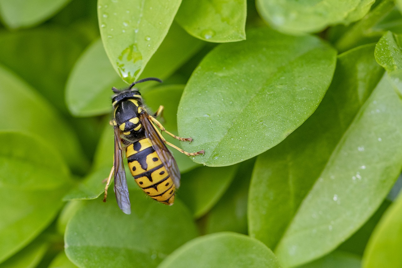 bee  insect  nature free photo