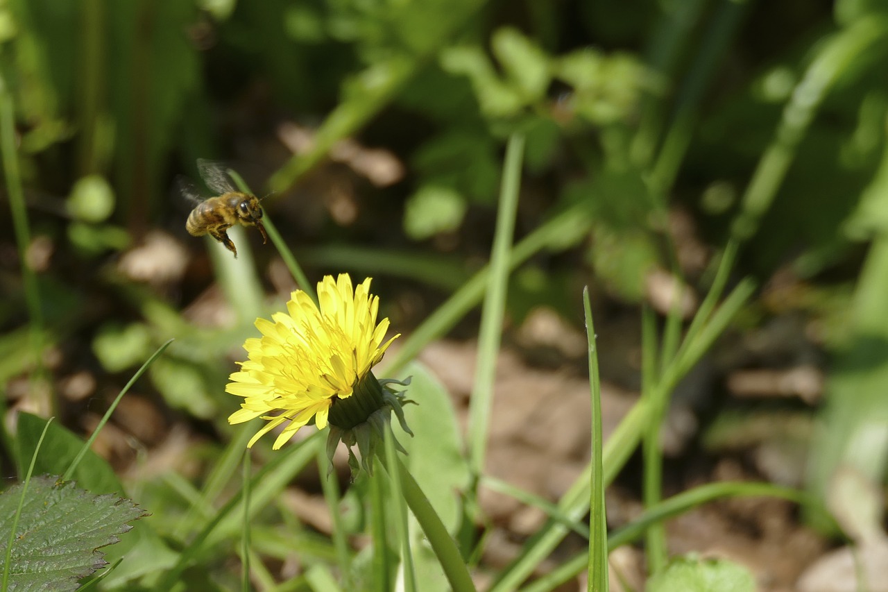 bee  dandelion  insect free photo