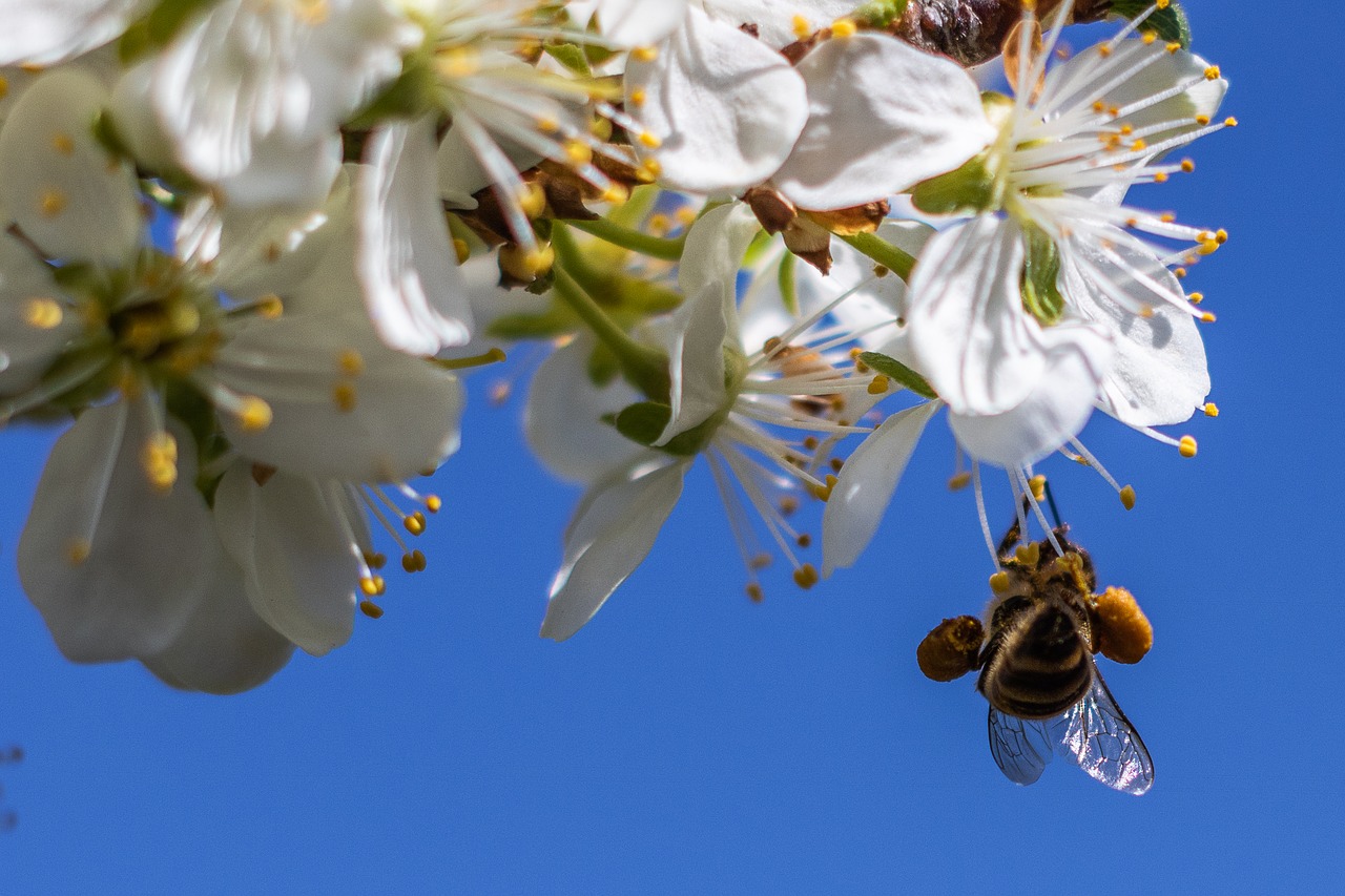 bee  flower  wood free photo