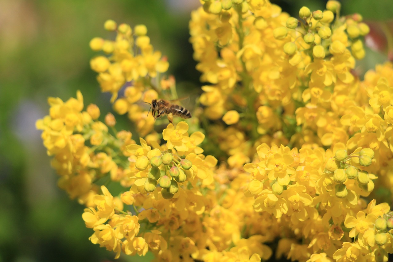 bee  flowers  insect free photo