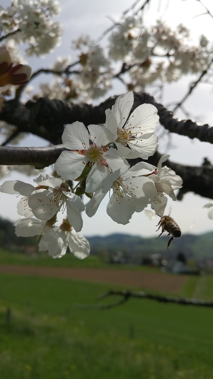 bee  tree  spring free photo