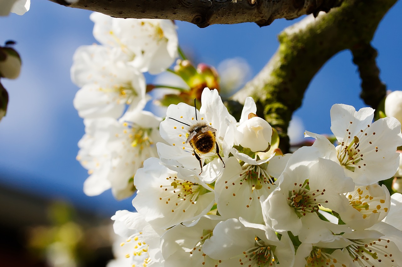 bee  insect  pollen free photo