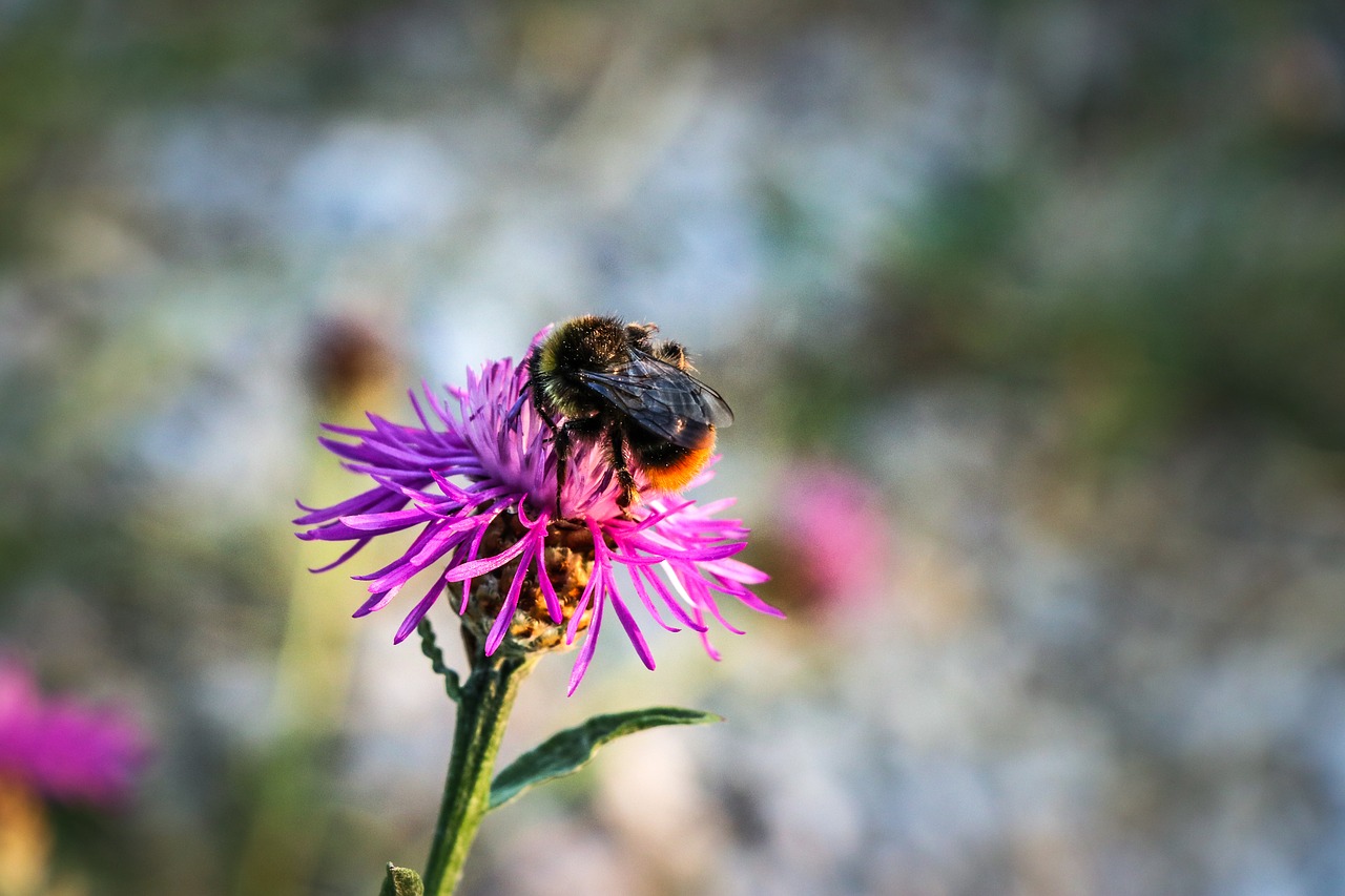 bee  abeille  flower free photo