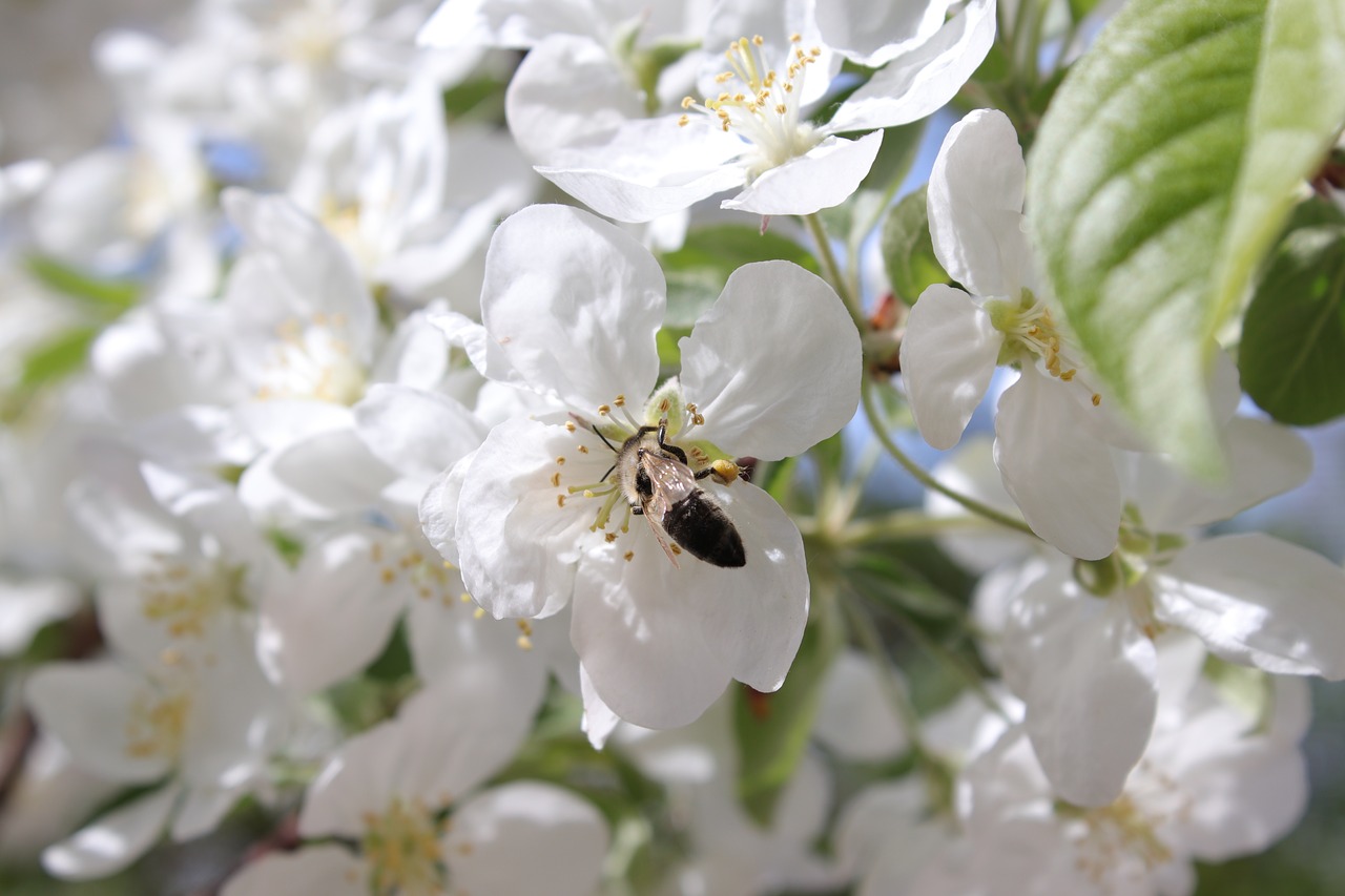 bee  white  tree free photo