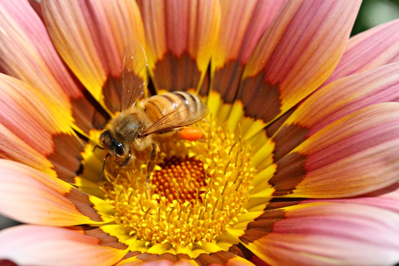 bee  yellow  flower free photo