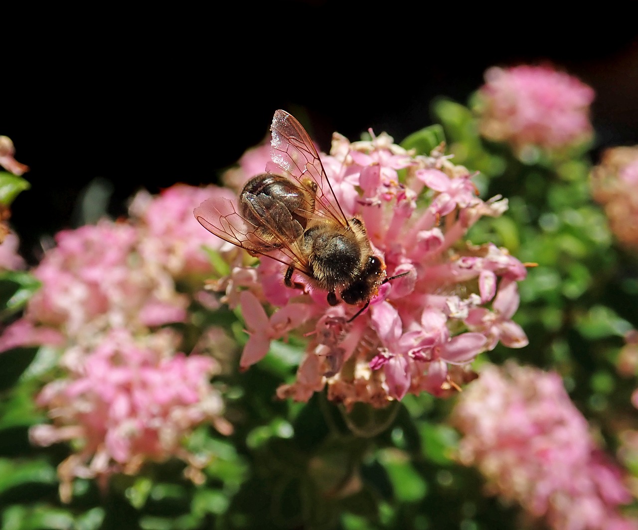 bee  insect  pollen free photo