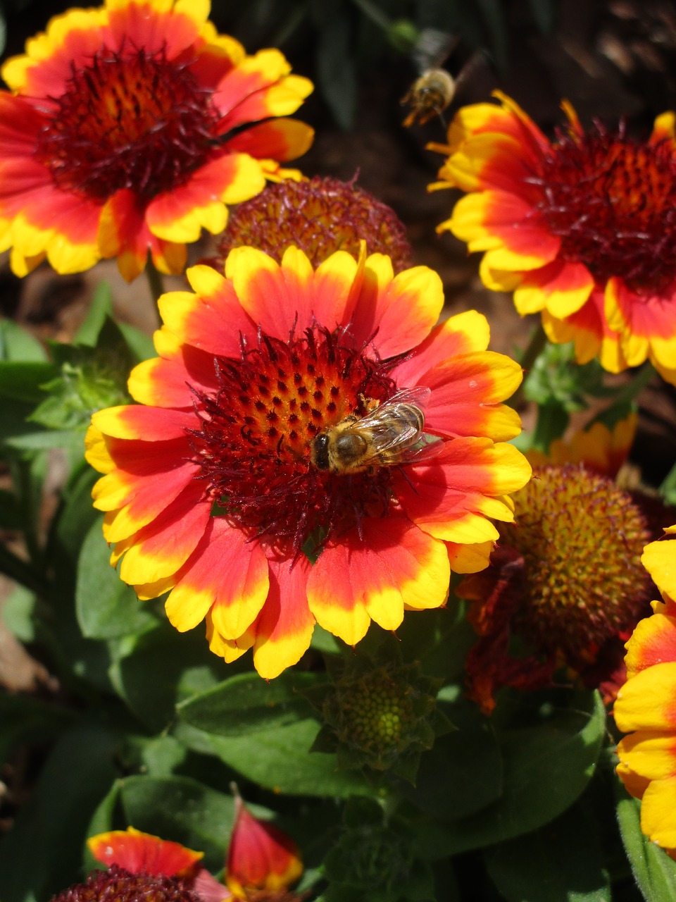 bee  insect  flower free photo