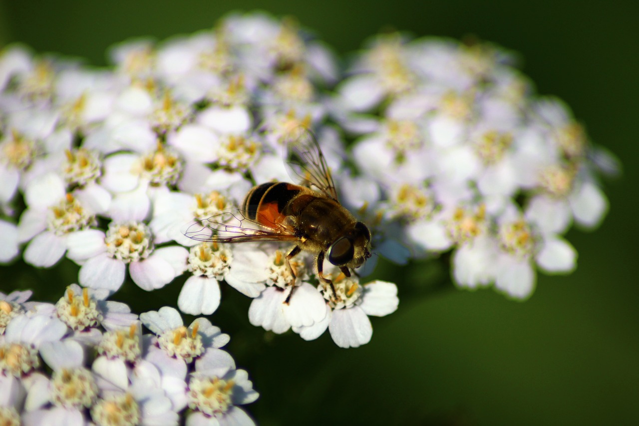 bee  summer  flower free photo