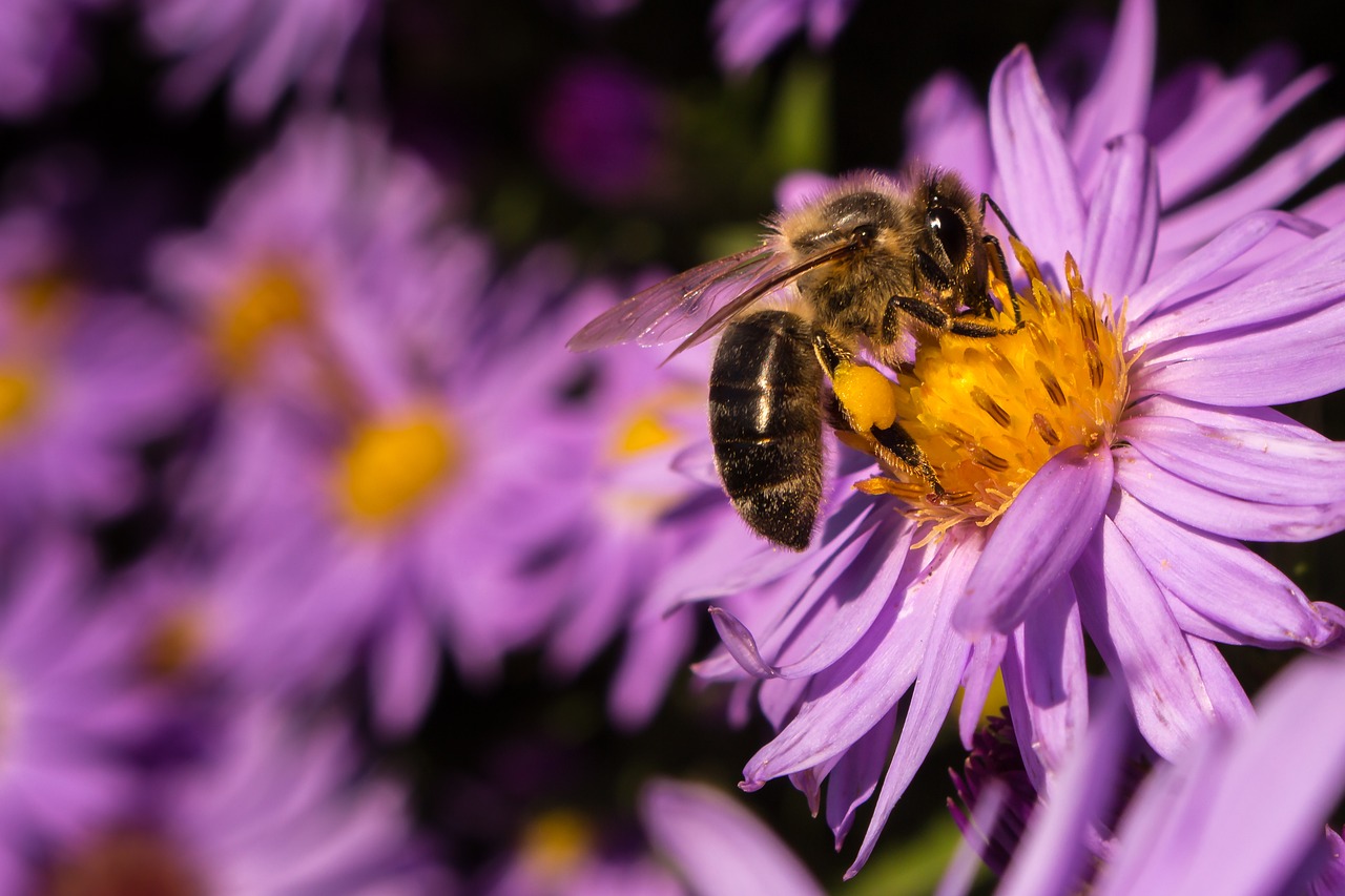 bee  blossom  bloom free photo