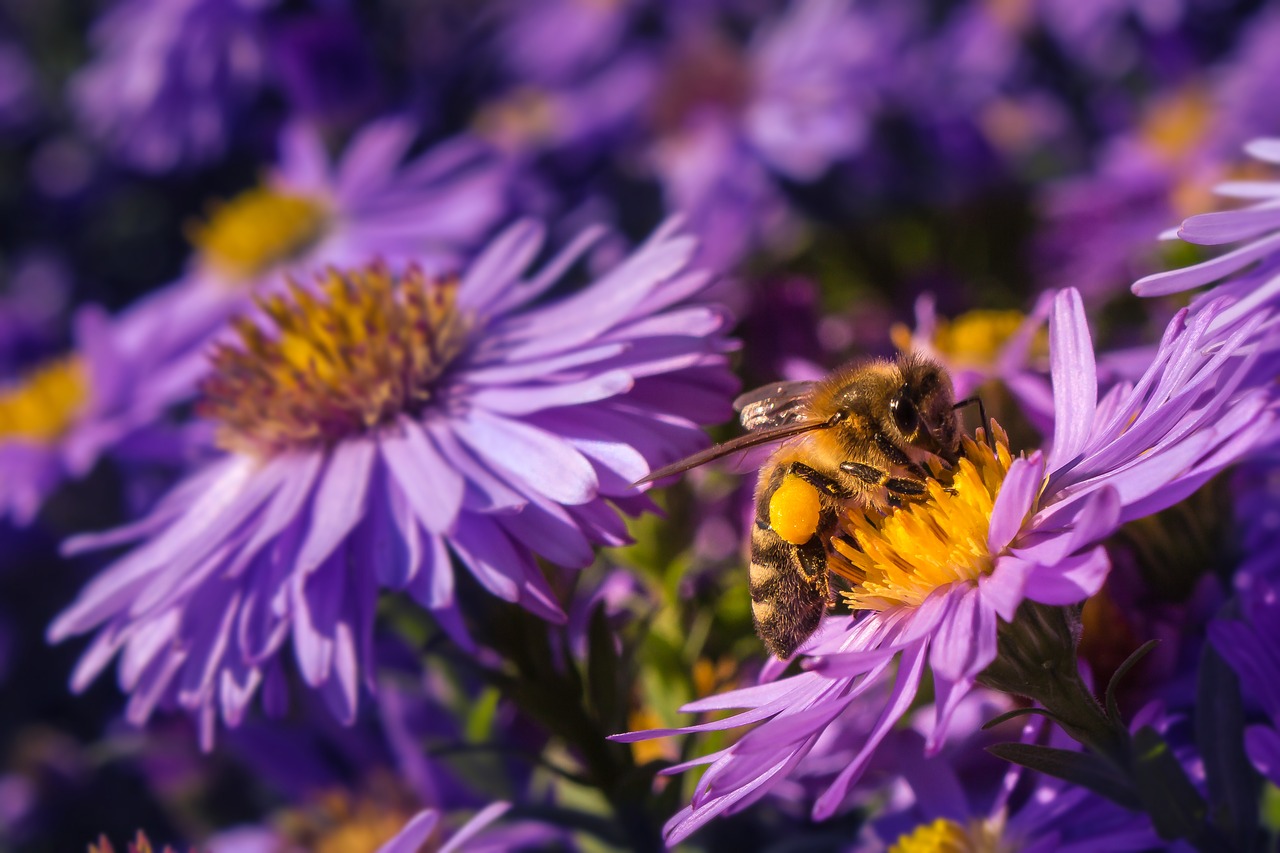 bee  pollen  blossom free photo