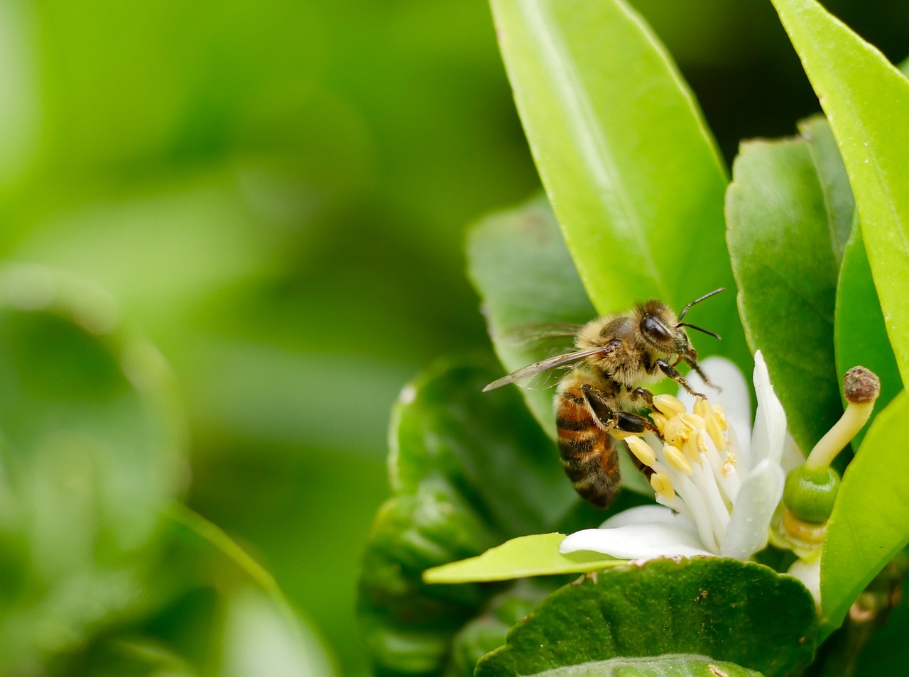 bee  mediterranean flower  yasmin free photo