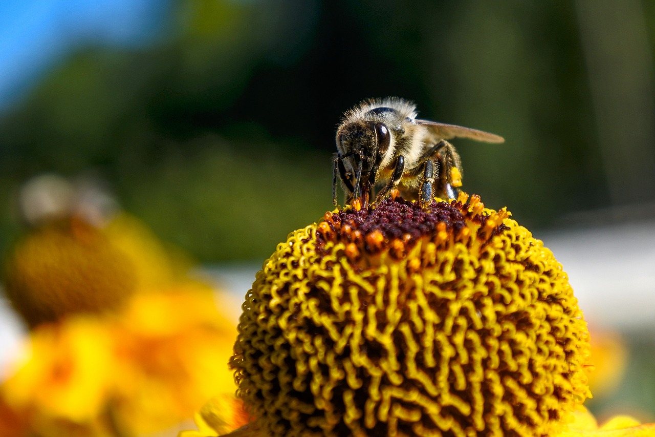 bee  nature  insect free photo