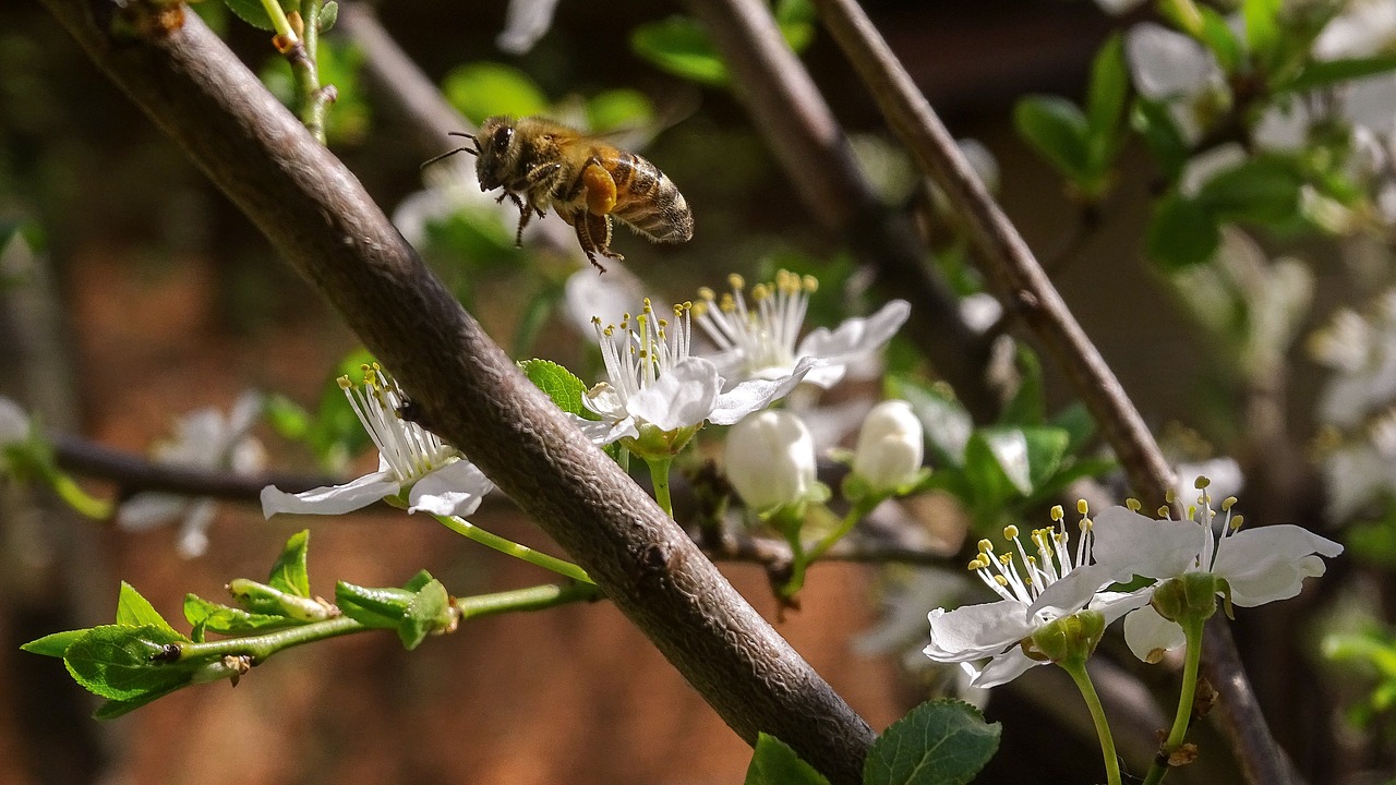 bee  spring  flower free photo