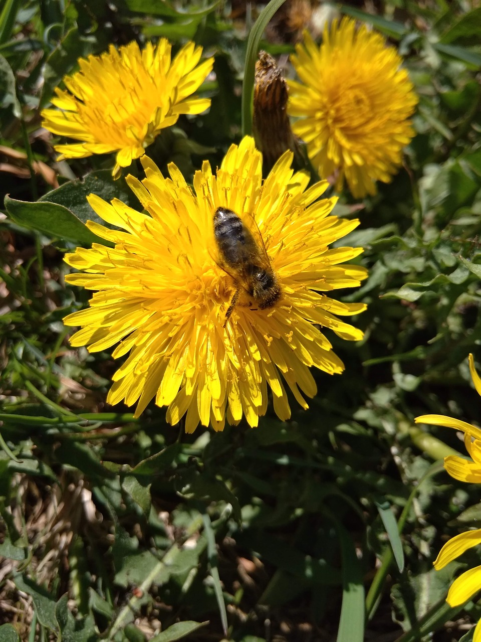 bee  dandelion  kuhblume free photo