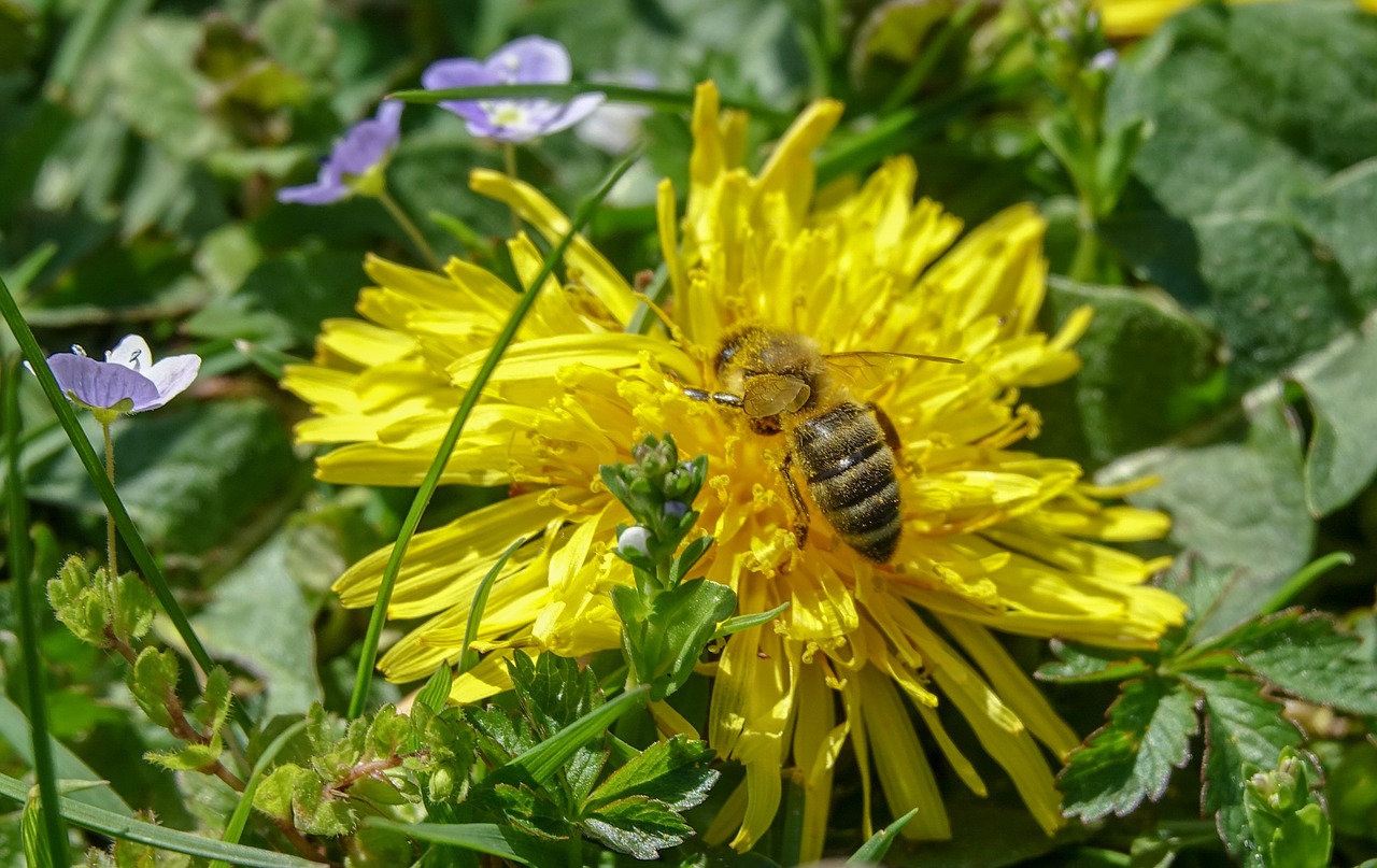 bee  dandelion  yellow free photo