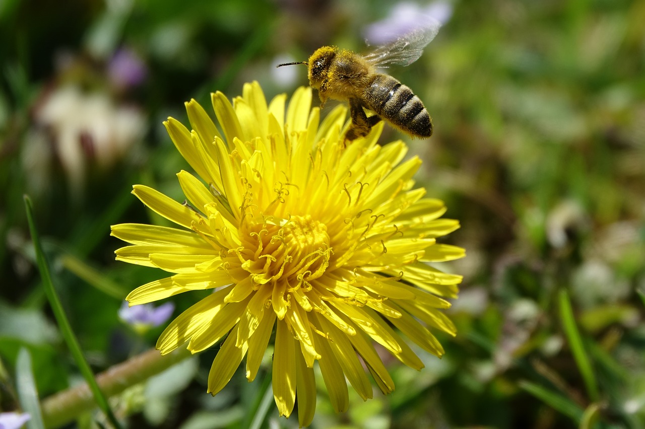 bee  dandelion  nature free photo