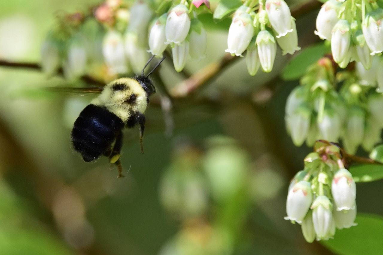 bee  spring  nature free photo