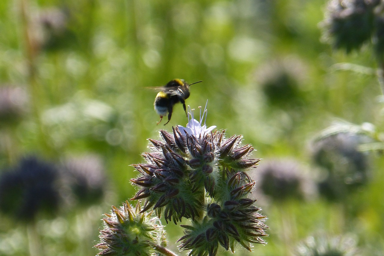 bee field nature free photo