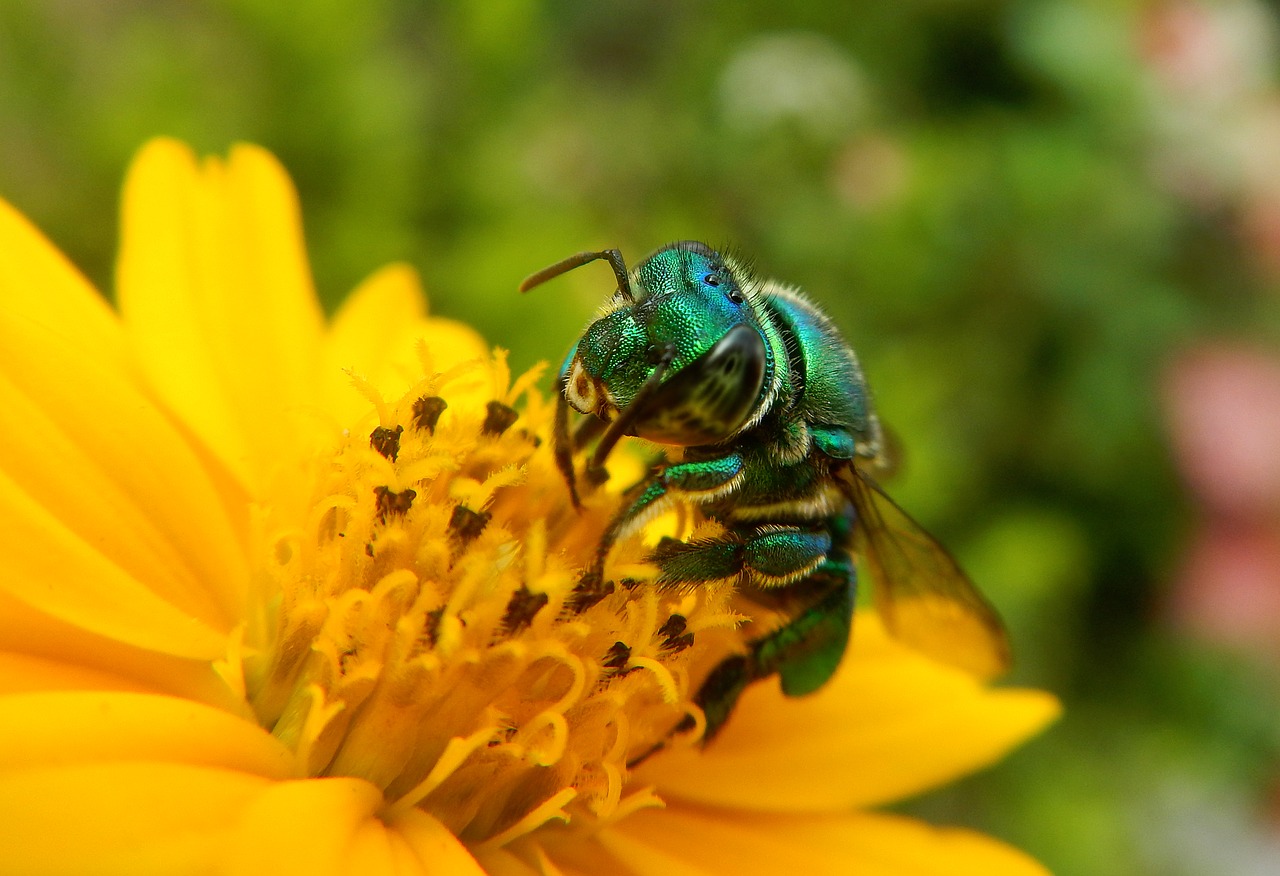 bee  insect  pollen free photo