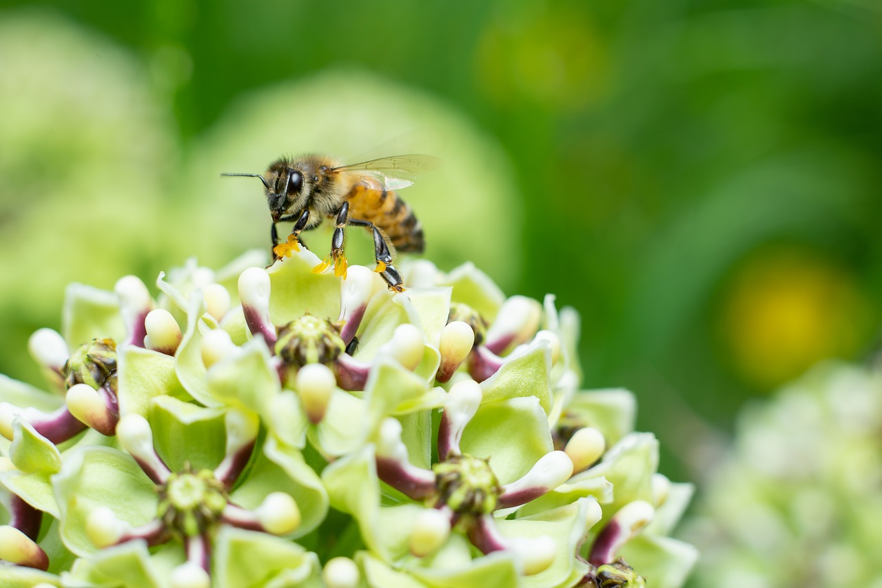 bee  flowers  texas free photo