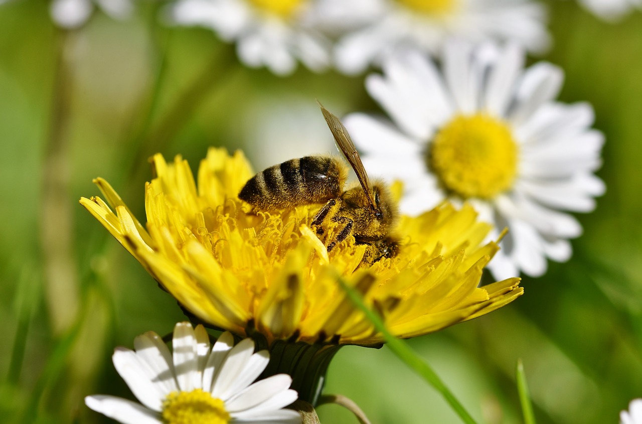 bee  honey bee  insect free photo