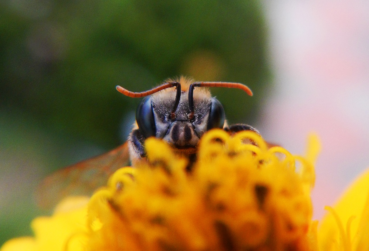 bee  apiary  hive free photo
