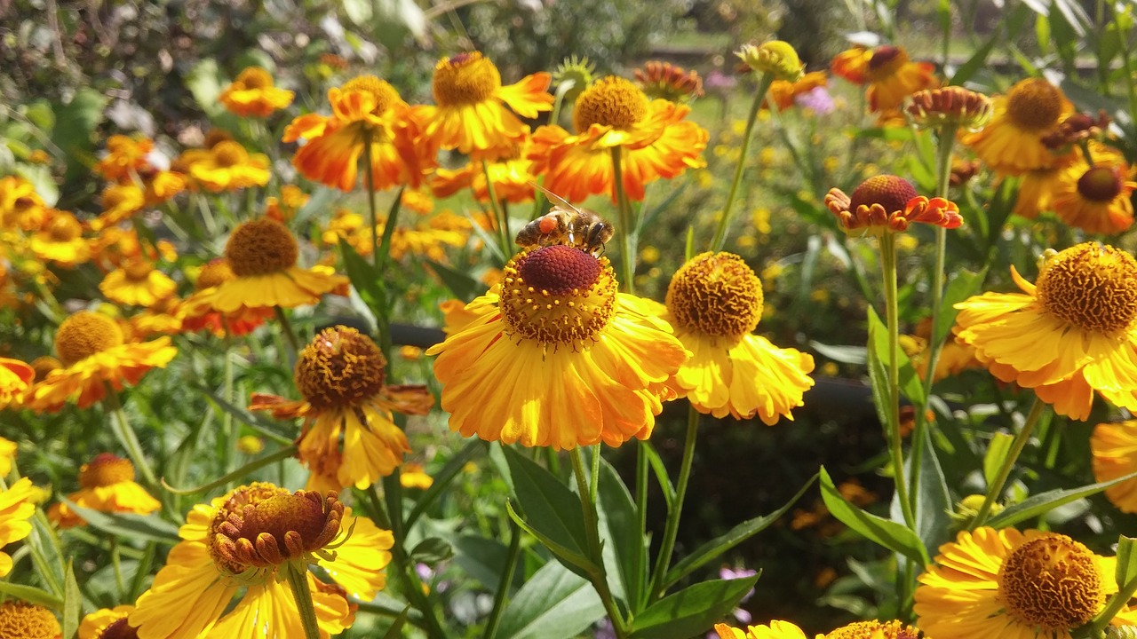 bee  flowers  insect free photo