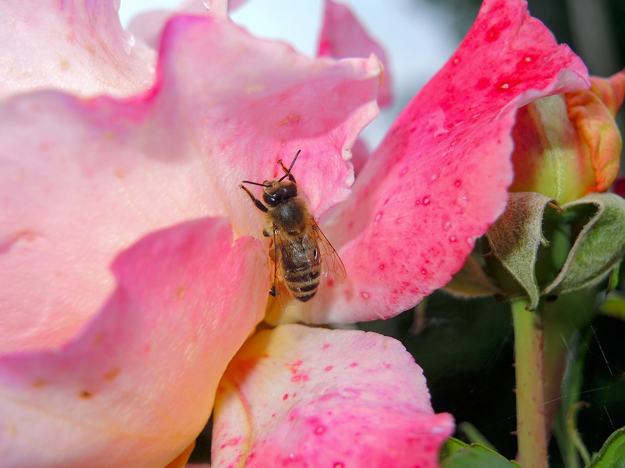 bee  rose  nature free photo