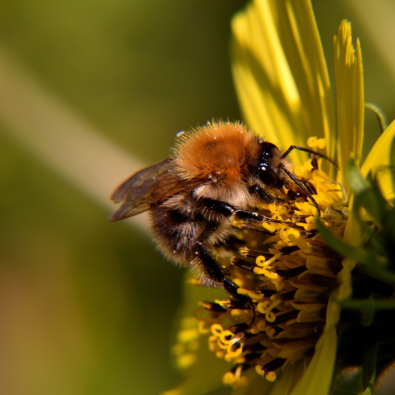 bee  blossom  bloom free photo