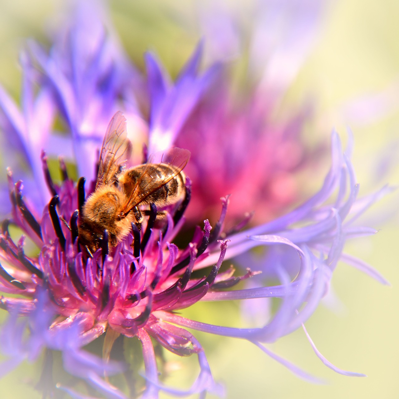 bee  cornflower  blossom free photo