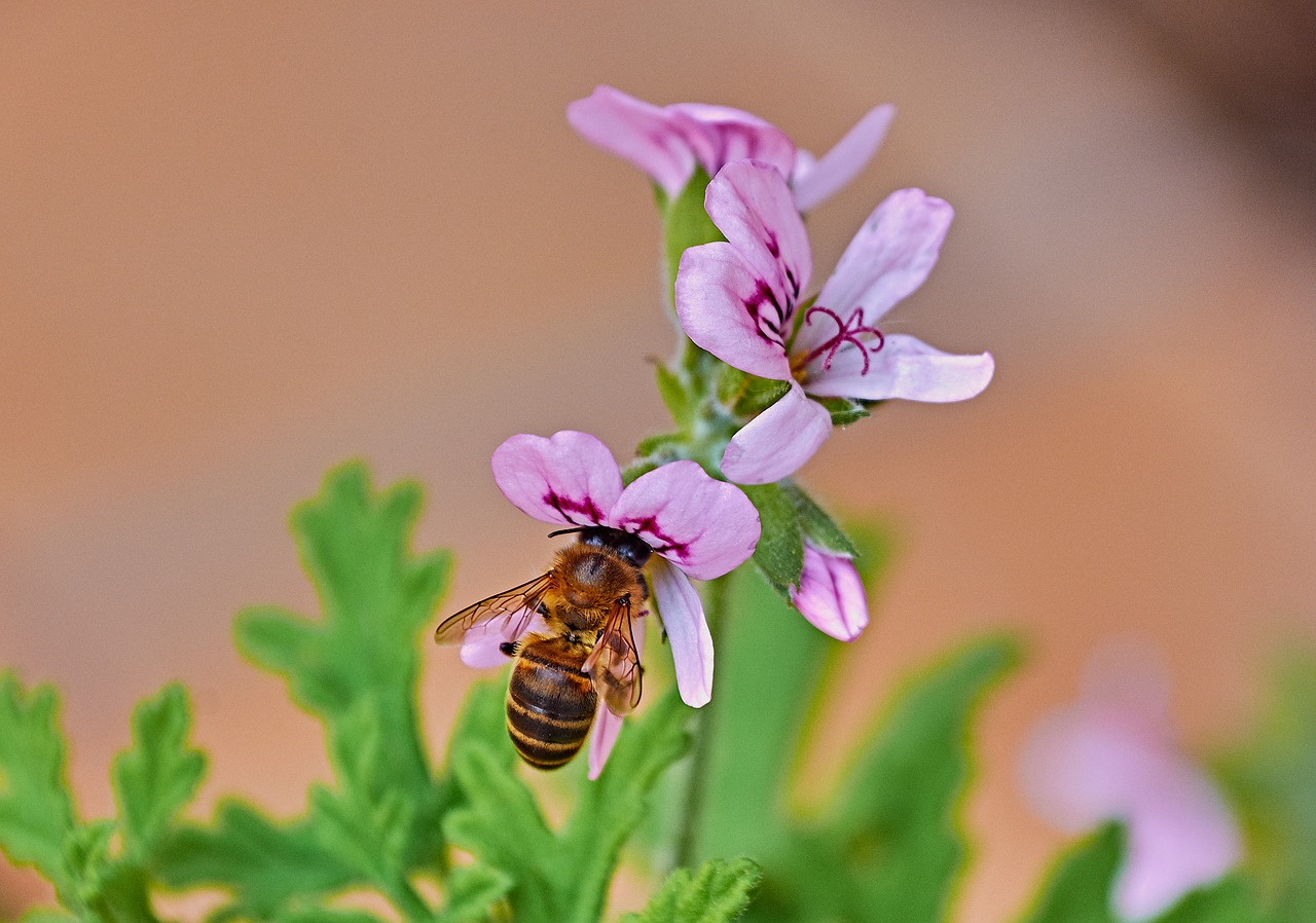 bee  flower  insects free photo