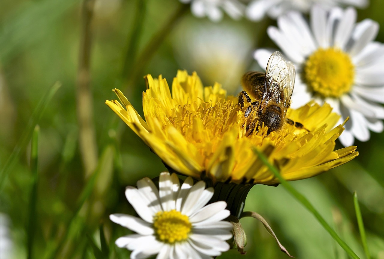 bee  honey bee  insect free photo