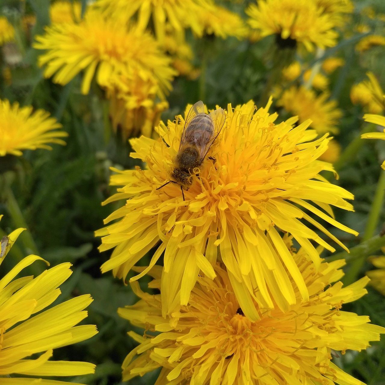 bee  dandelion  spring free photo