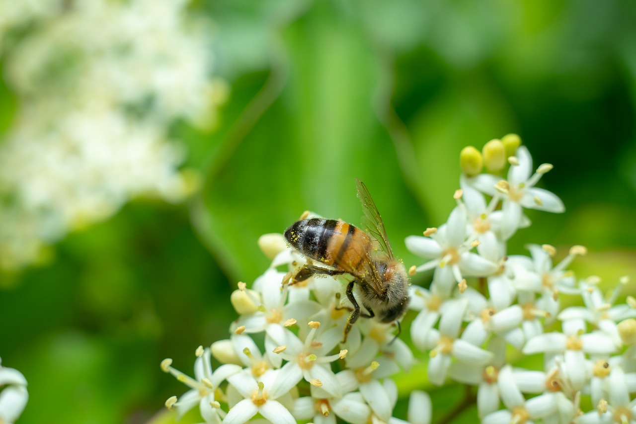 bee  flower  nature free photo