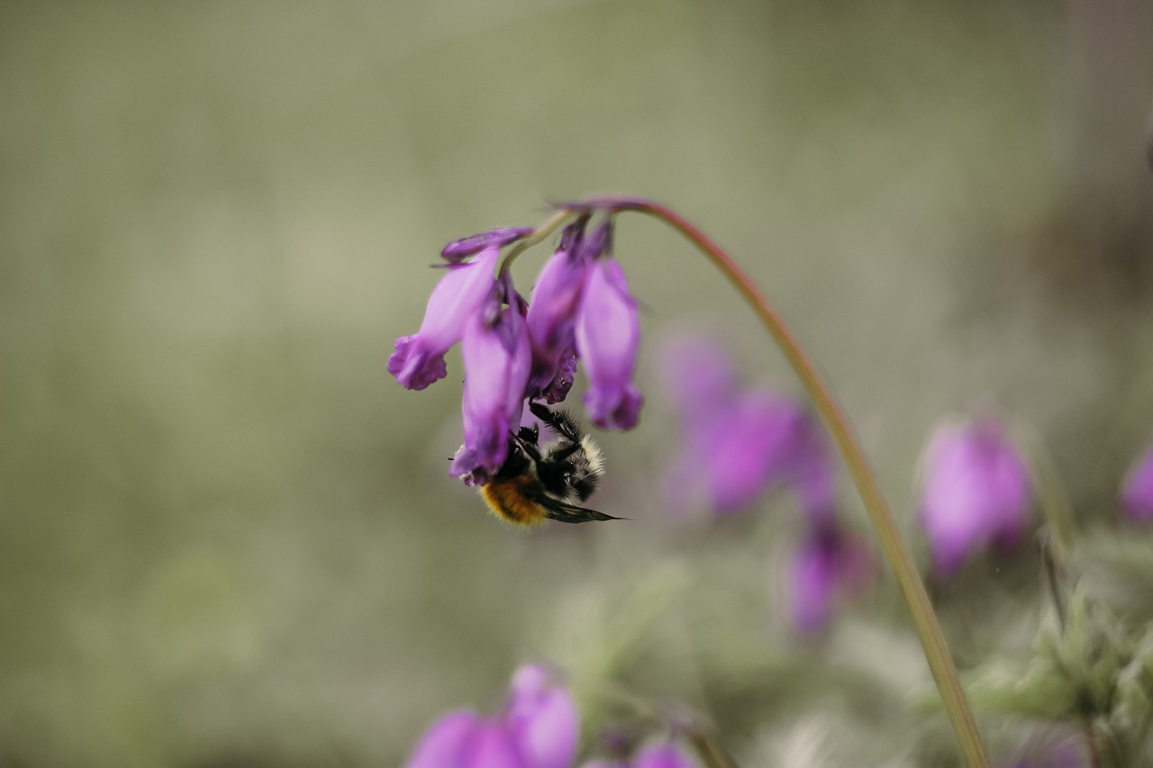 bee  flower  flowers free photo