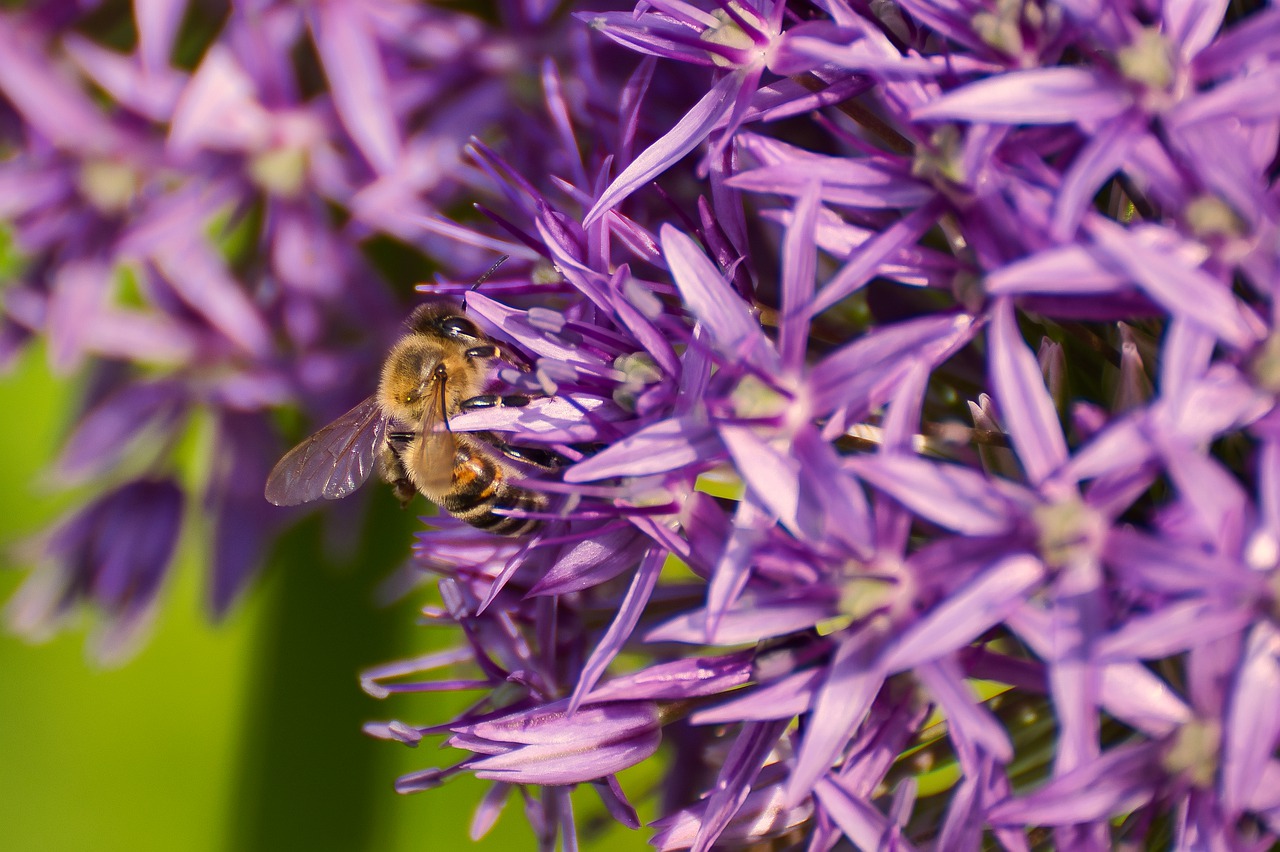 bee  flower  insect free photo