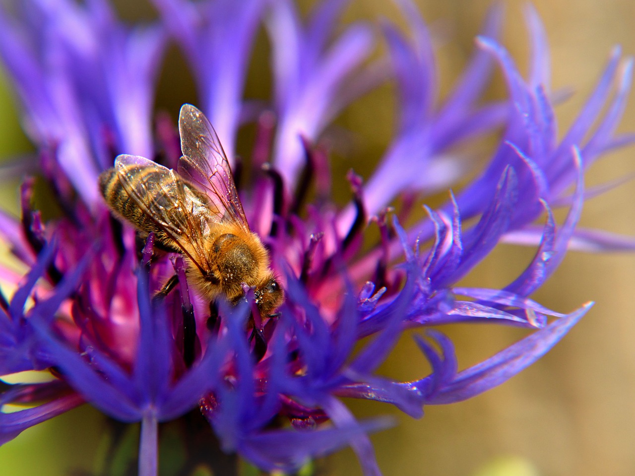 bee  cornflower  nature free photo