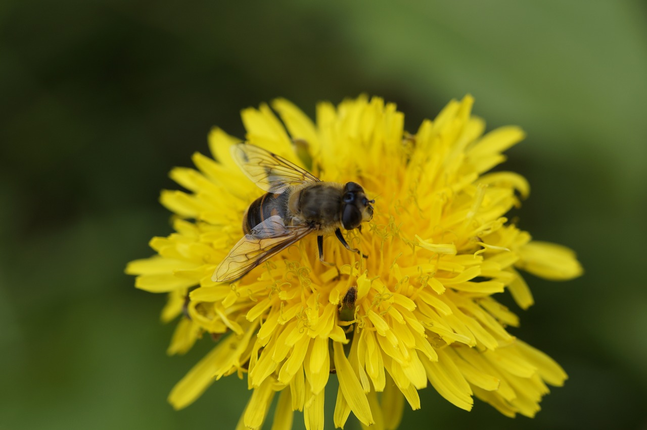 bee close dandelion free photo