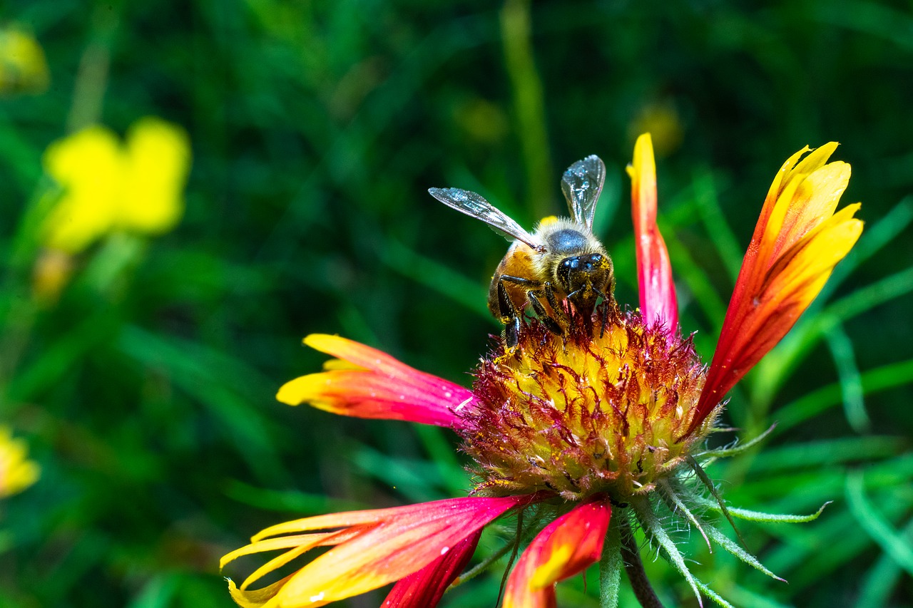 bee  green  flower free photo