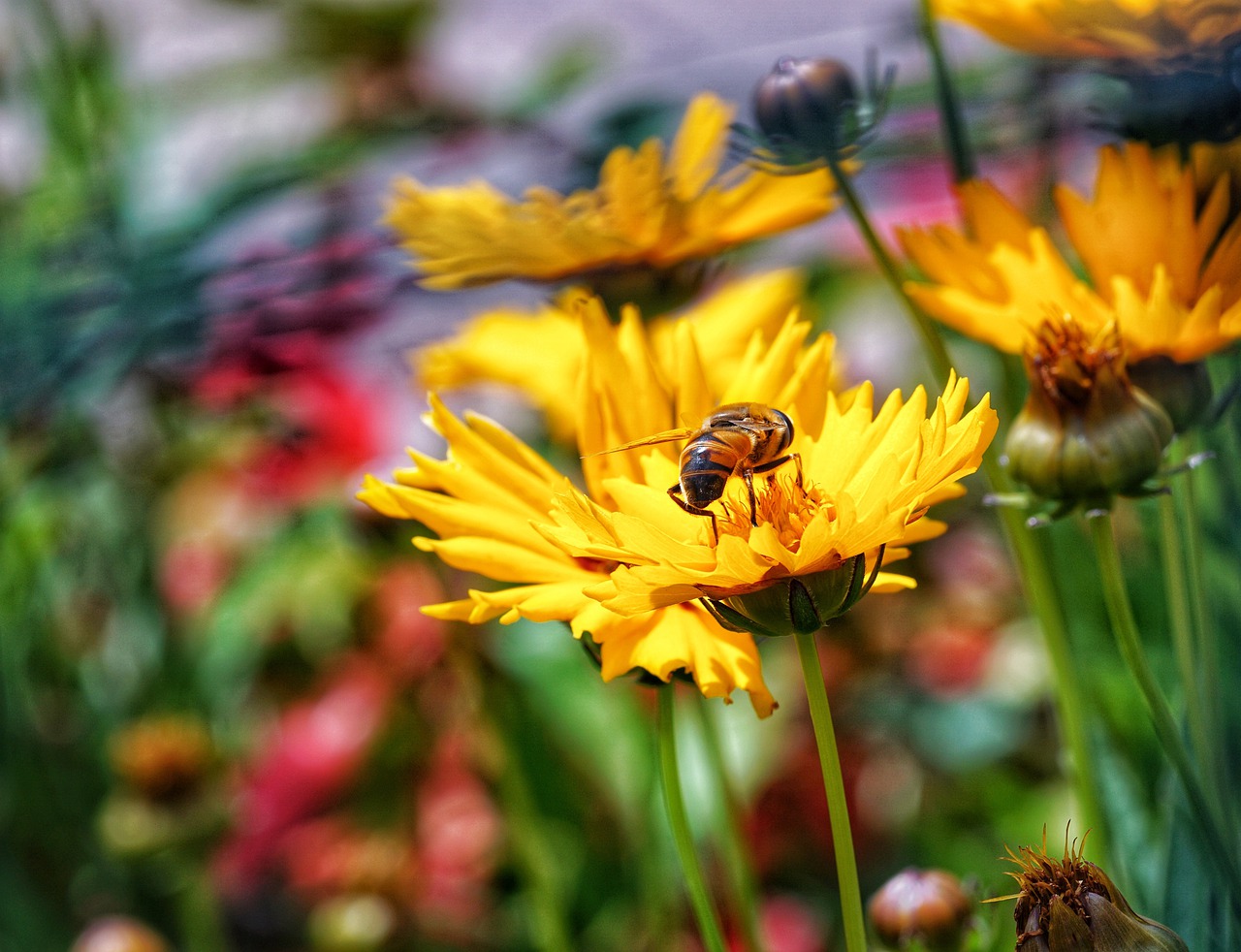 bee  nectar  garden free photo