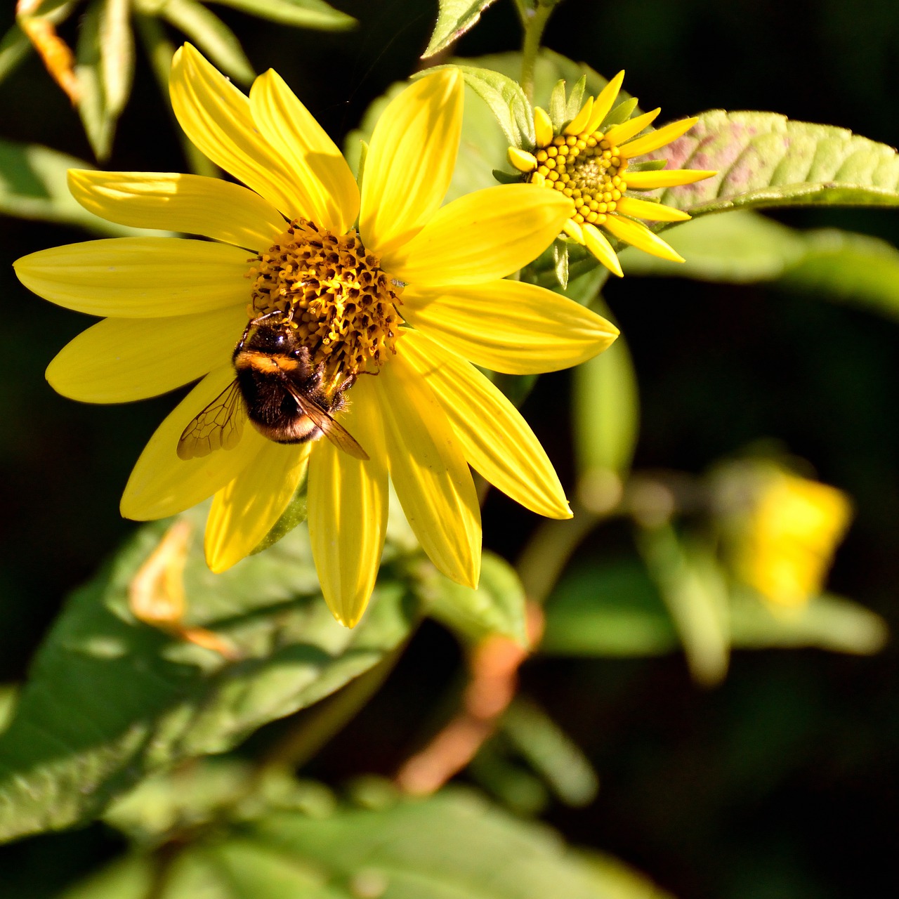 bee  blossom  bloom free photo