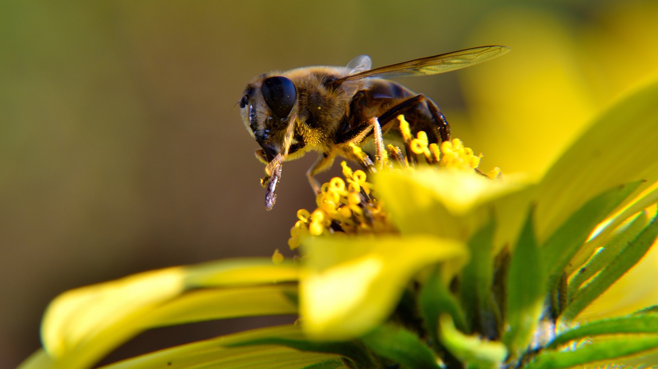 bee  blossom  bloom free photo