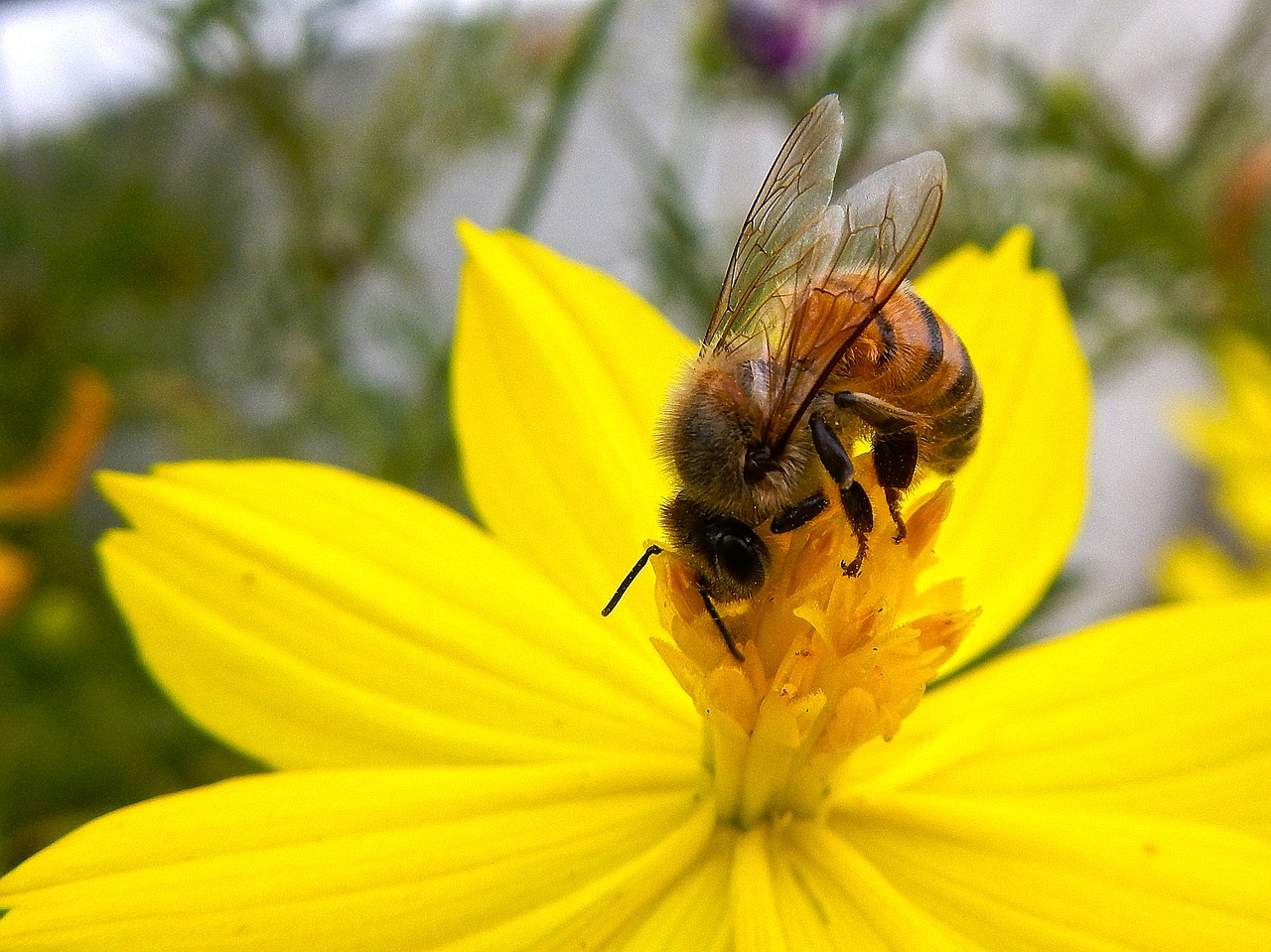 bee  flower  yellow free photo