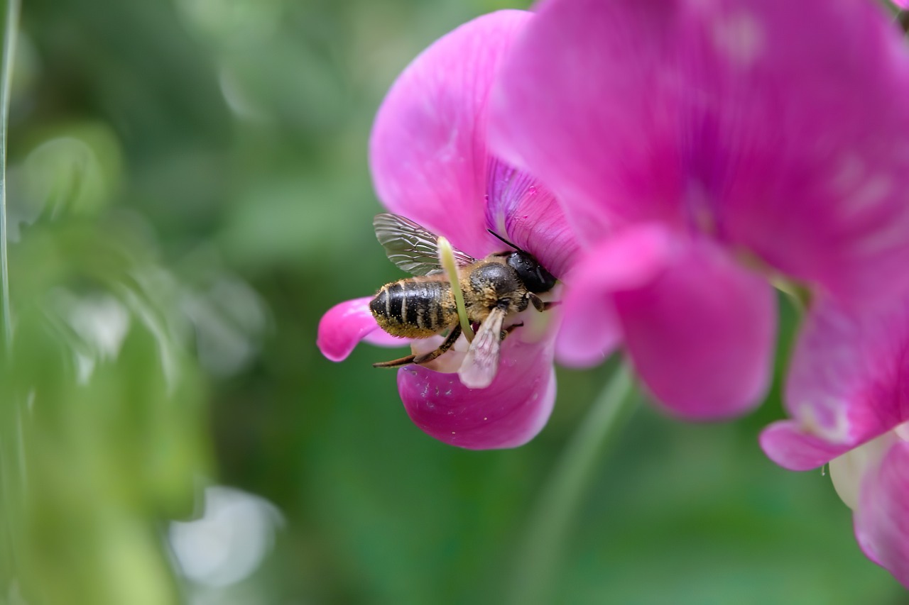 bee  macro  flower free photo