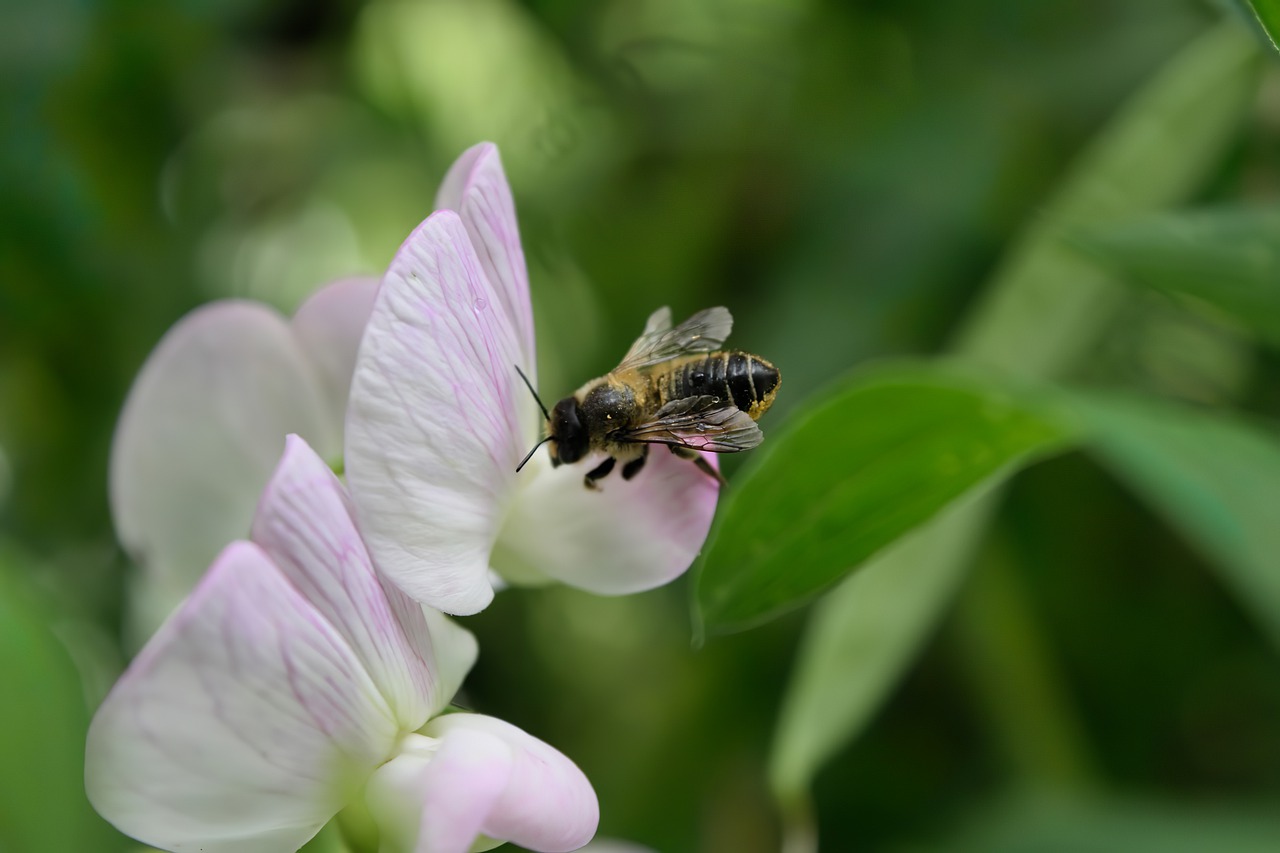 bee  macro  flower free photo