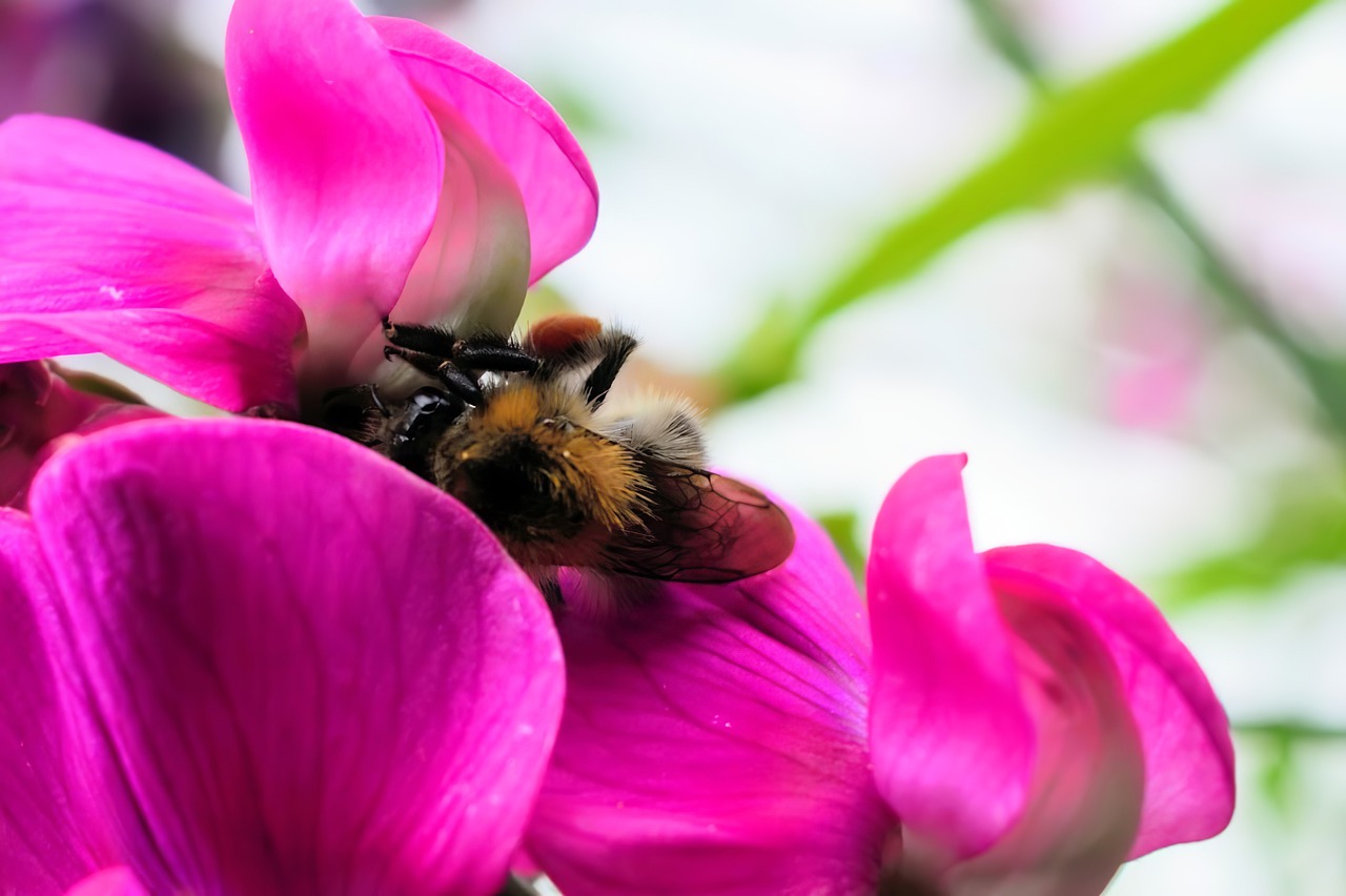 bee  macro  flower free photo