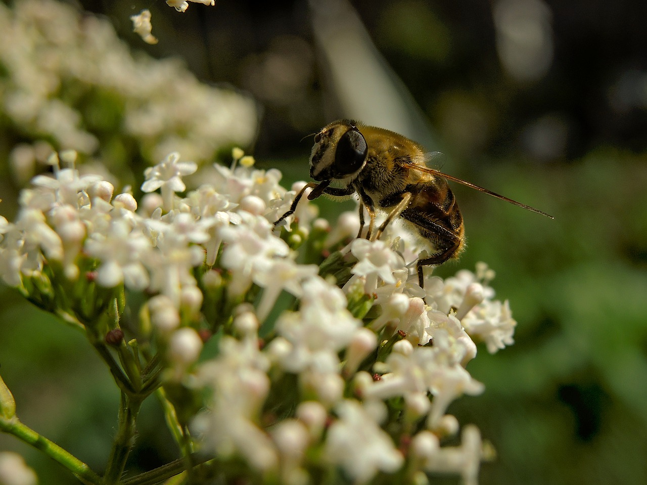 bee  insect  nature free photo